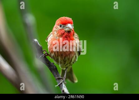 A closeup of a purple finch (Haemorhous purpureus) perched on a green tree branch Stock Photo