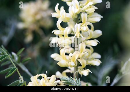 Sophora foxtail, Sophora alopecuroides, Sophora vulgaris, perennial medicinal herb. A species of the genus Sophora in the legume family Fabaceae Stock Photo