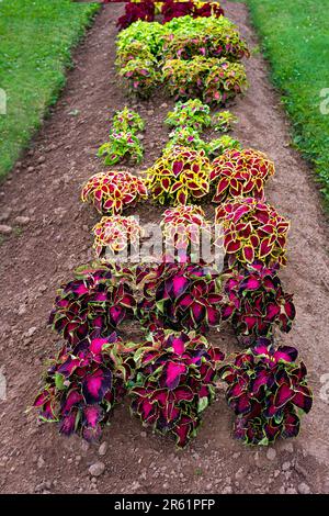 A well manicured flowerbed of colorful coleus plants. Stock Photo
