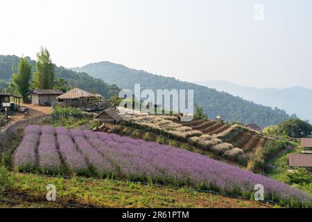 A scenic view of a lavender field on a green hill Stock Photo