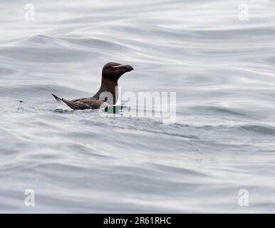 Razorbill, Alca torda, off Coquet Island near Amble, Northumberland, UK. Stock Photo