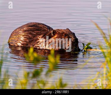 Beaver close-up view eating a branch in the water and enjoying its environment and habitat surrounding. Stock Photo