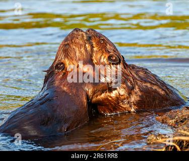 Beaver couple close-up view hugging and enjoying their environment and habitat surrounding. Beaver in love. Stock Photo