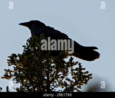 Raven silhouetted perched on a top tree against a blue sky in its environment and habitat surrounding.  Bird Silhouette. Stock Photo
