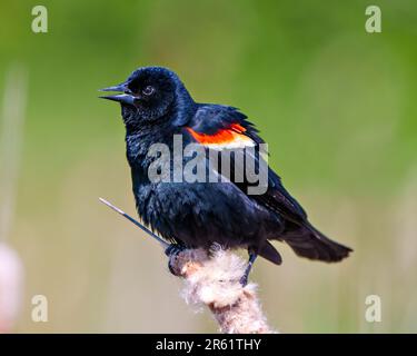 Red-Winged Blackbird male close-up side view, perched on a cattail displaying feathers fluffed with green background in its environment and habitat. Stock Photo