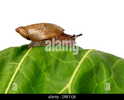Common amber snail, Succinea putris, on a lettuce leaf, isolated on white background with copy space Stock Photo