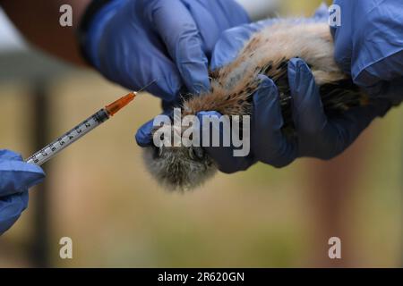 Taylor, United States. 06th June, 2023. A woman from Penn Vet readies to take blood from a young kestrel. The Pennsylvania Game Commission, USDA and Penn Vet, gathered at the Taylor Landfill where bird boxes have been placed. The group took blood samples and banded 5 of this seasons new birds. The birds are approximately 20 days old. Kestrels are in the falcon family and are dwindling in numbers. Credit: SOPA Images Limited/Alamy Live News Stock Photo