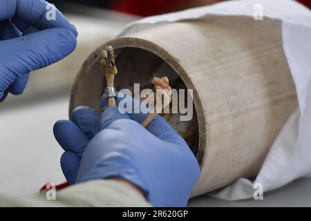 Taylor, United States. 06th June, 2023. A young kestrel is placed in a tube to keep it calm while placing a band on its leg. The Pennsylvania Game Commission, USDA and Penn Vet, gathered at the Taylor Landfill where bird boxes have been placed. The group took blood samples and banded 5 of this seasons new birds. The birds are approximately 20 days old. Kestrels are in the falcon family and are dwindling in numbers. Credit: SOPA Images Limited/Alamy Live News Stock Photo