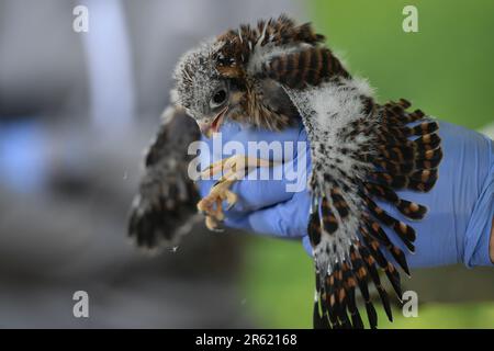 Taylor, United States. 06th June, 2023. A baby female kestrel. The Pennsylvania Game Commission, USDA and Penn Vet, gathered at the Taylor Landfill where bird boxes have been placed. The group took blood samples and banded 5 of this seasons new birds. The birds are approximately 20 days old. Kestrels are in the falcon family and are dwindling in numbers. (Photo by Aimee Dilger/SOPA Images/Sipa USA) Credit: Sipa USA/Alamy Live News Stock Photo