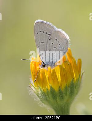 Small blue butterfly - Cupido minimus - resting on a blossom of the ox-eye - Buphthalmum salicifolium Stock Photo