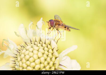 Marmalade hoverfly - Episyrphus balteatus on a blossom of Scabiosa ochroleuca the cream pincushions or cream scabious Stock Photo