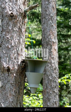 A trap for pine processionary moth caterpillars hung in a pine tree in Italy, Europe Stock Photo