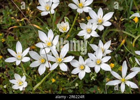 Common star of Bethlehem (Ornithogalum umbellatum) flowers, a bulbous perennial plant flowering in May, Italy, Europe Stock Photo