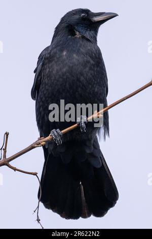 A vertical shot of a black crow perched on a tree branch at dusk Stock Photo