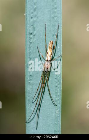 Spider of the Tetragnathidae family, the long-jawed orbweb spiders, on a reed, England, UK Stock Photo