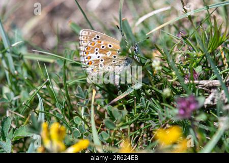 Female common blue butterfly (Polyommatus icarus) laying eggs on the larval foodplant on chalk grassland or downland, Hampshire, England, UK Stock Photo