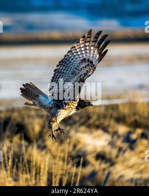 A majestic Red-Tailed Hawk is captured in flight against a clear blue sky, its wings outstretched Stock Photo