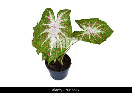 Exotic Caladium Hearts Desire houseplant with bright red leaves in pot on white background Stock Photo