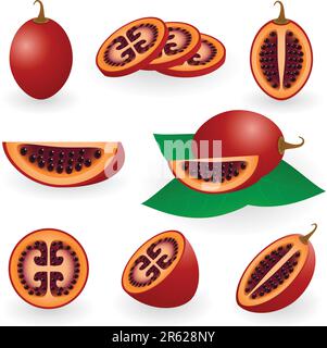Vector illustration of tamarillo fruit or tree tomato Stock Vector