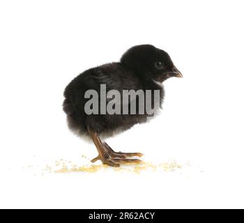 Cute little chick on white background Stock Photo