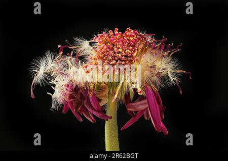 Gerbera flower gone to seed isolated against white Stock Photo