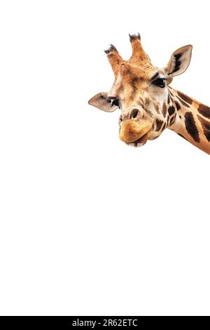 Beautiful giraffe head isolated on white background. Stock Photo