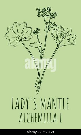 Drawings LADY'S MANTLE. Hand drawn illustration. Latin name Alchemilla vulgaris L. Stock Photo