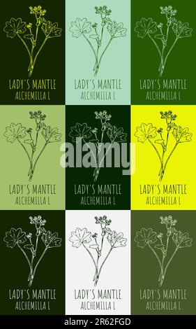Set of drawing of LADY'S MANTLE in various colors. Hand drawn illustration. Latin name Alchemilla vulgaris L. Stock Photo