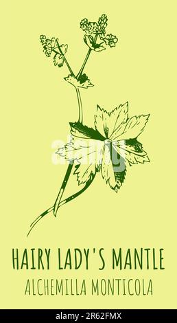 Drawings HAIRY LADY'S MANTLE. Hand drawn illustration. Latin name Alchemilla monticola. Stock Photo