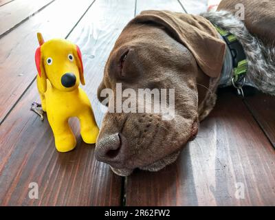 Head of young puppy dog - breed German Shorthaired Pointer Stock Photo