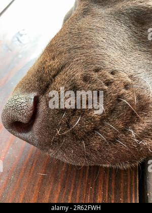 Head of young puppy dog - breed German Shorthaired Pointer Stock Photo