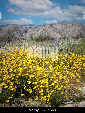 Wildflower blooms in the lower elevations of Joshua Tree National Park, California. Stock Photo