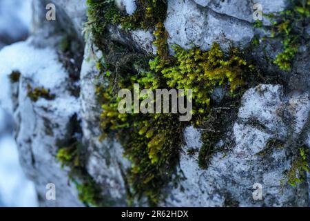 Fine green moss growing in forest on white rocks - blurred snow background, closeup macro detail Stock Photo