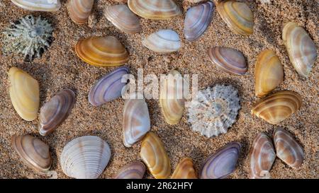 A collections of Sea hells on a sandy beach Stock Photo