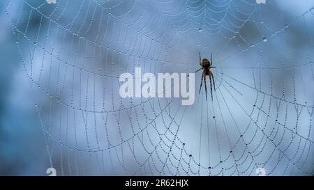 Spider in his web on a damp day with mist droplets on the strands of his web Stock Photo