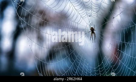 Spider in a web with strands covered with droplets of dew Stock Photo