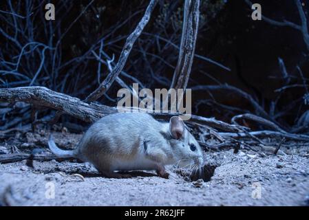 White-throated Woodrat, Socorro county, New Mexico, USA. Stock Photo