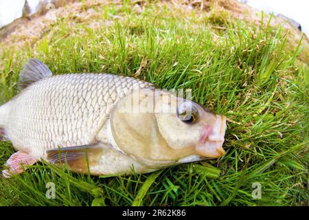 An enviable trophy of a fisherman with a fishing rod in a northern European river. Ide, Nerfling (Leuciscus idus) more then 1,5 kg. The fisheye lens i Stock Photo