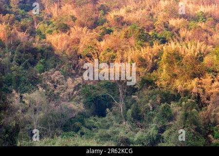 Tropical mountain semi-deciduous forest in winter season. Sri Lanka Stock Photo