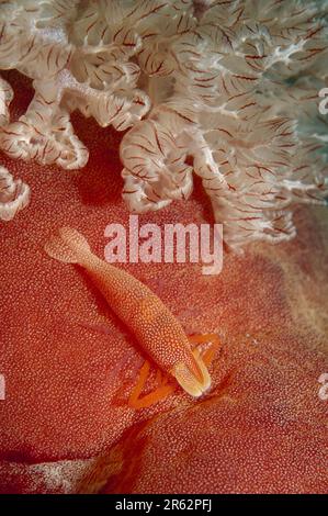 Emperor Shrimp, Zenopontonia rex, camouflaged on Spanish Dancer, Hexabranchus sanguineus, by gills, night dive, Gili Lawa Darat dive site, Komodo Isla Stock Photo