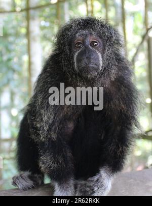 monkeys rescued with humans Stock Photo