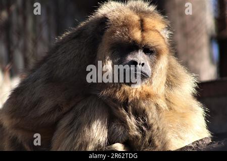 monkeys rescued with humans Stock Photo