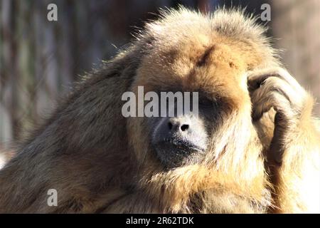 monkeys rescued with humans Stock Photo