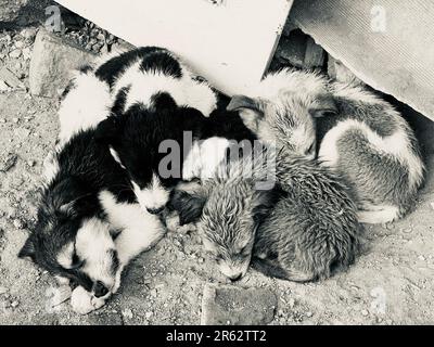 A group of five cats gathered together, sleeping peacefully in a cozy spot beneath a grey metal fence, situated on a concrete surface Stock Photo