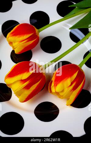 Three Tulips On Black Dot Plate Still Life Stock Photo