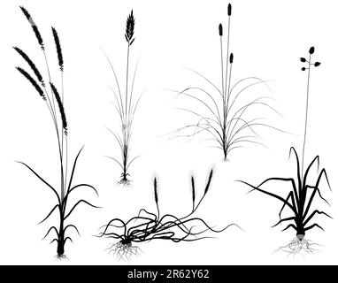 Set of editable vector flowering grass silhouettes with easily interchangeable flower-heads Stock Vector