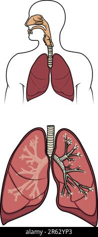 Diagram of a human respitory system in vector Stock Vector