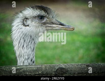 Common ostrich Calgary Zoo Alberta Stock Photo