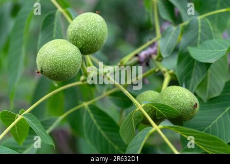 Young unripe walnuts growing on a tree branch. Selective focus Stock Photo