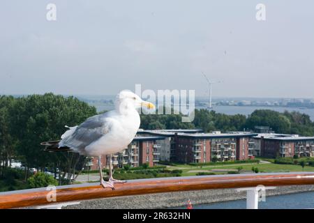 A beautiful white gray seagull standing peacefully on a rail Stock Photo